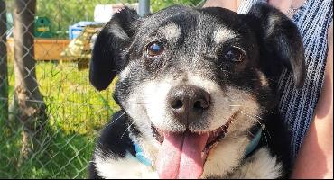 Adopcje: Balbinka