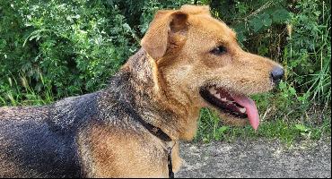 Adopcje: Gina