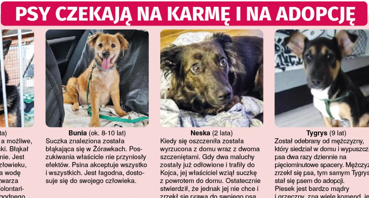 Zwierzęta, Bruno Bunia Neska Tygrys czekają adopcję - zdjęcie, fotografia