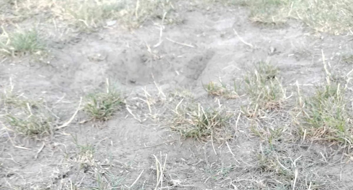 Interwencje, tylko płyta główna Tragicznie prezentuje boiska laskiem [ZDJĘCIA] - zdjęcie, fotografia