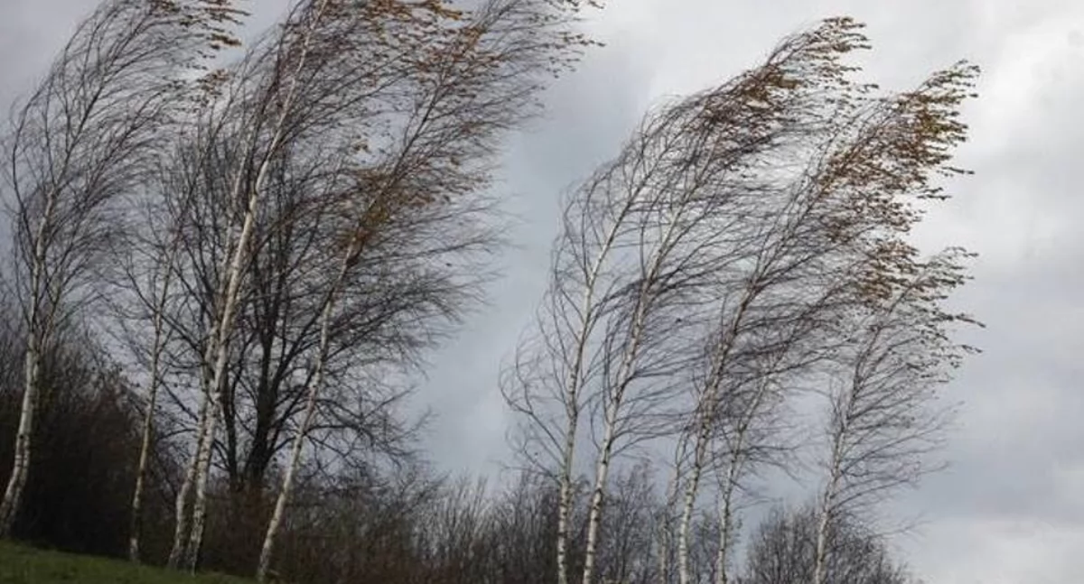 Info, Dziś mocniej zawieje - zdjęcie, fotografia