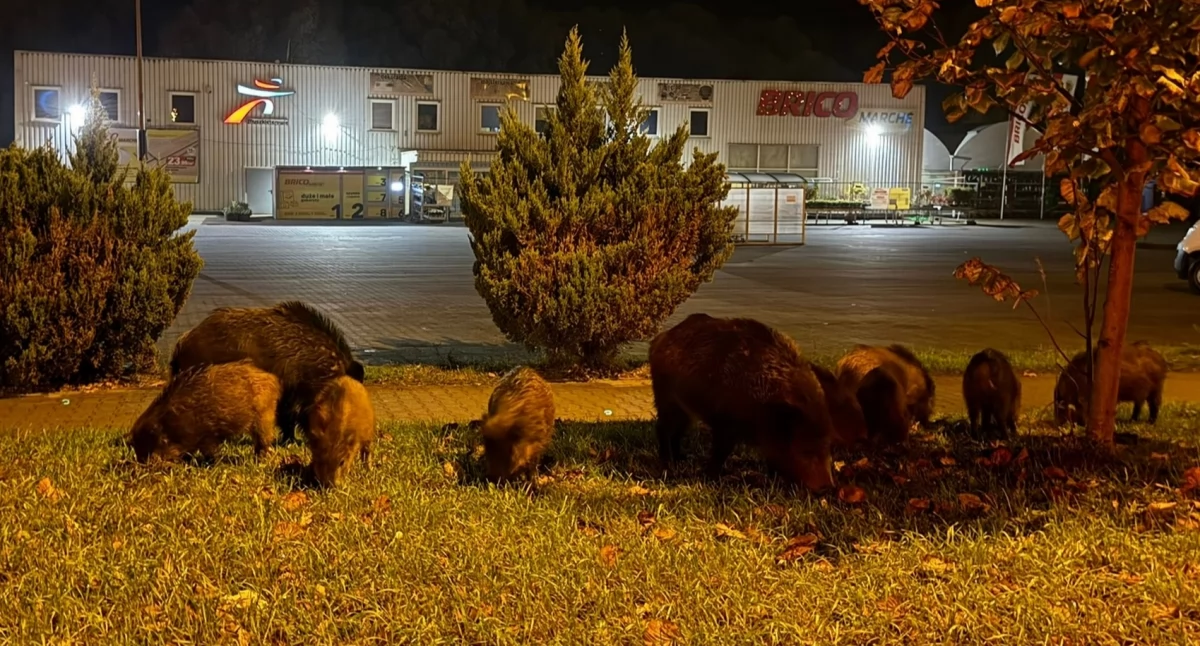 Zwierzęta, Dziki polubiły Flisaczą Gryfinie [VIDEO] - zdjęcie, fotografia