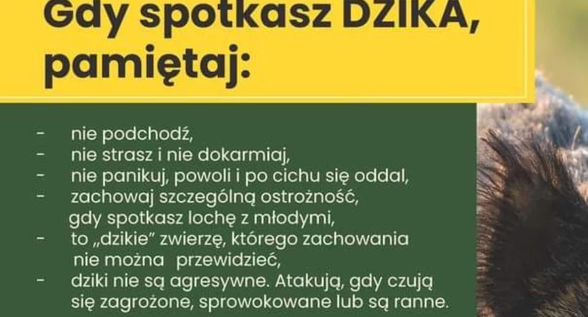 Info, dokarmiać dzików! Burmistrz reaguje naszą publikację - zdjęcie, fotografia