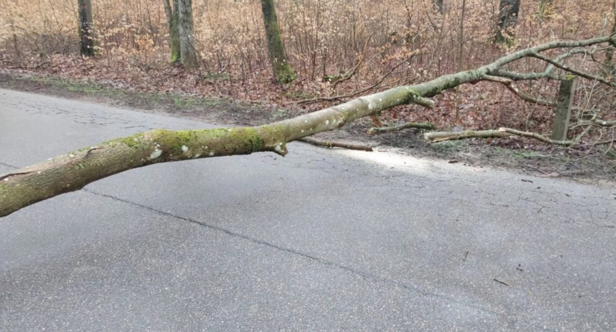 Fotografia poglądowa