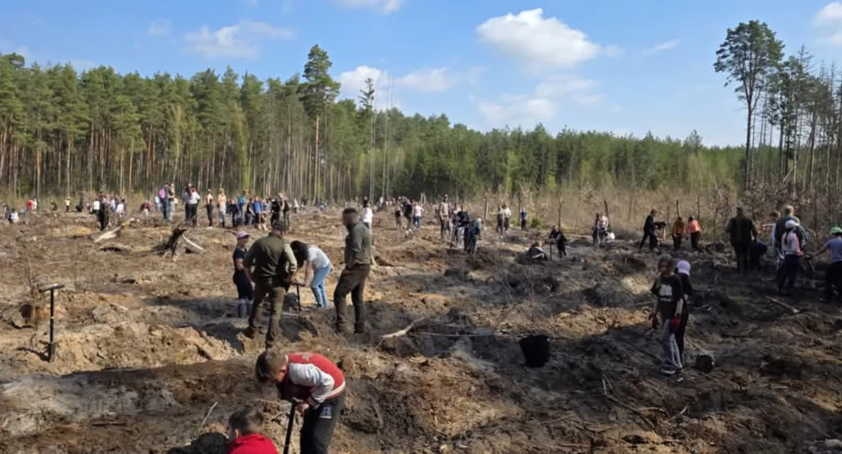 Inicjatywy społeczne, Uczniowie starosta sadzili drzewa [GALERIA] - zdjęcie, fotografia