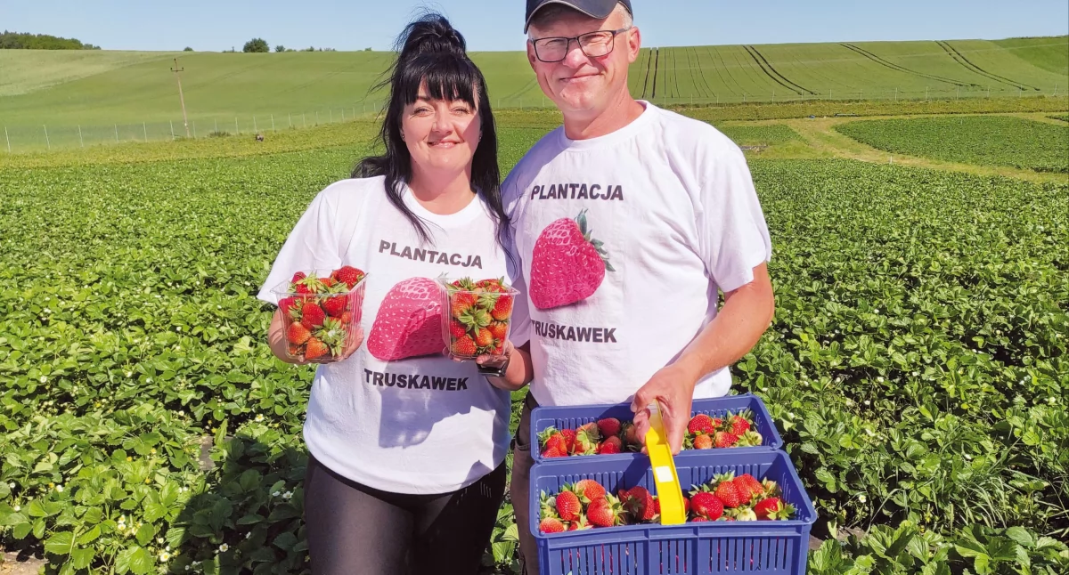 Monika i Tomasz Wiatrakowie na swojej plantacji truskawek w Wełtyniu