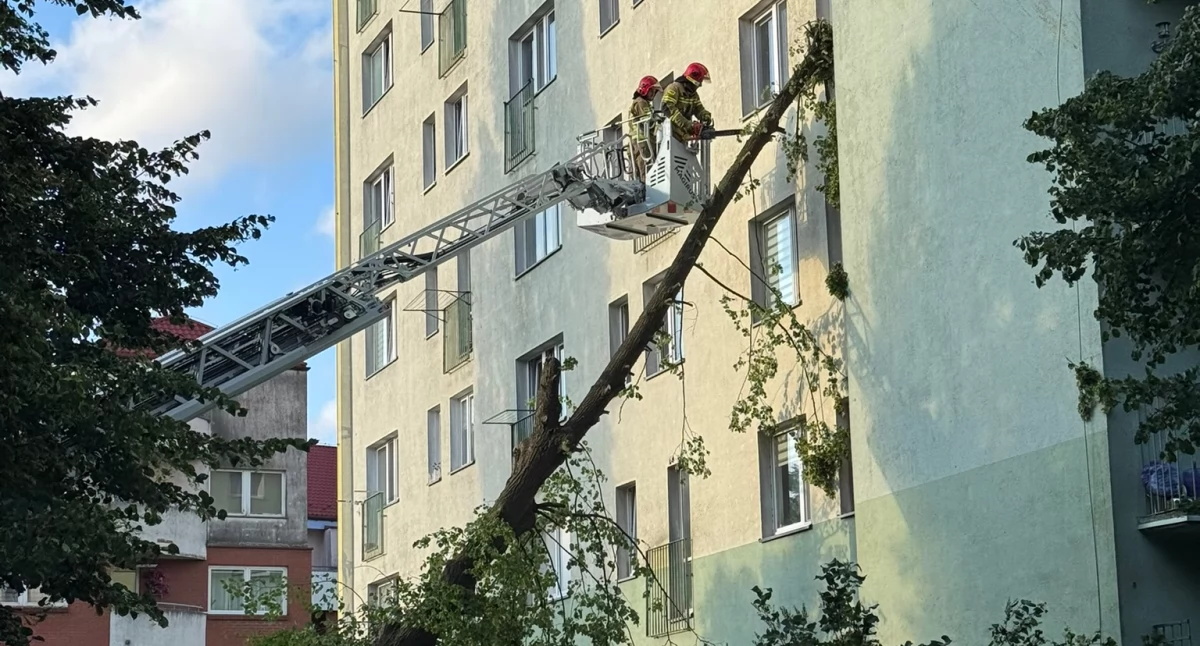 Straż pożarna, Drzewo przewróciło gryfiński wieżowiec - zdjęcie, fotografia