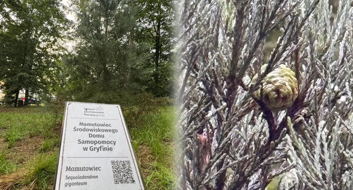 Natura Miejsca, Pierwsze szyszki gryfińskim mamutowcu Będzie duży wieżowce! - zdjęcie, fotografia