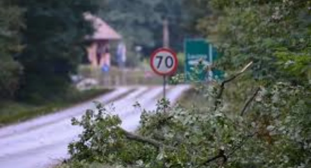 Info, Nadleśnictwo zapowiada wycinkę drzew Będzie objazd [MAPKA] - zdjęcie, fotografia