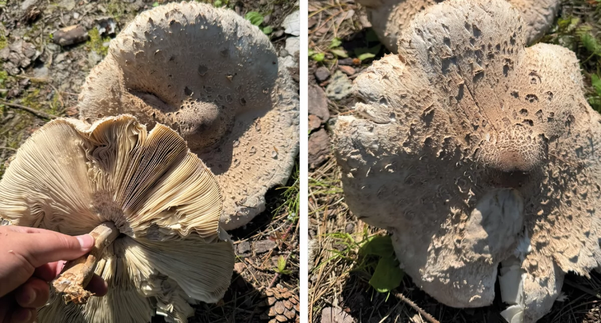 Natura Miejsca, Kanie Gajkach zebraliście - zdjęcie, fotografia