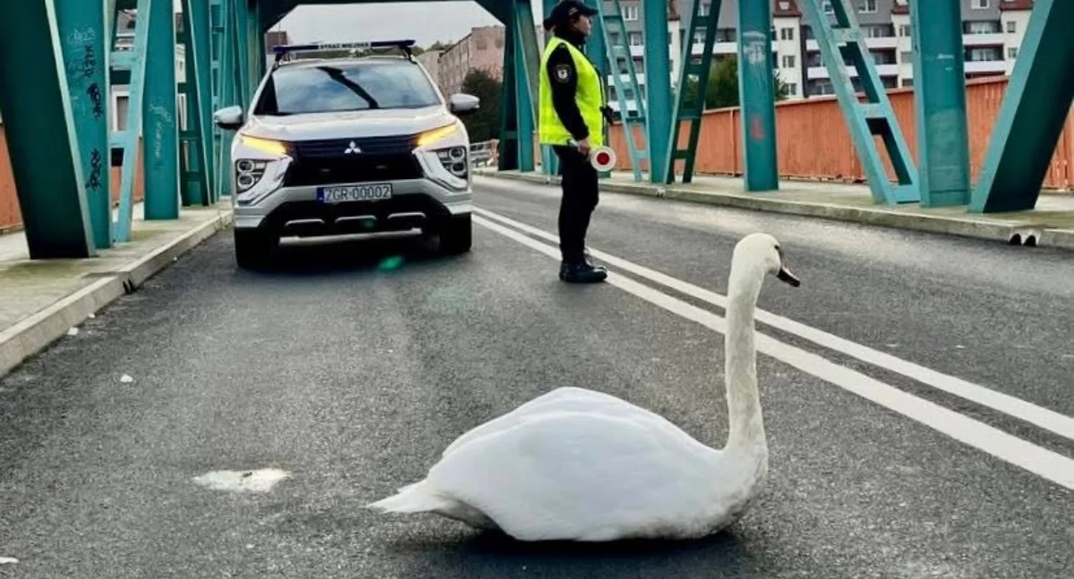 Foto i tekst: gmina Gryfino
