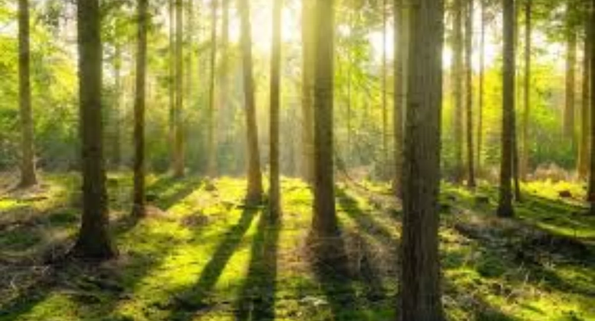Natura Miejsca, Idziesz jutro grzyby Musisz uważać - zdjęcie, fotografia