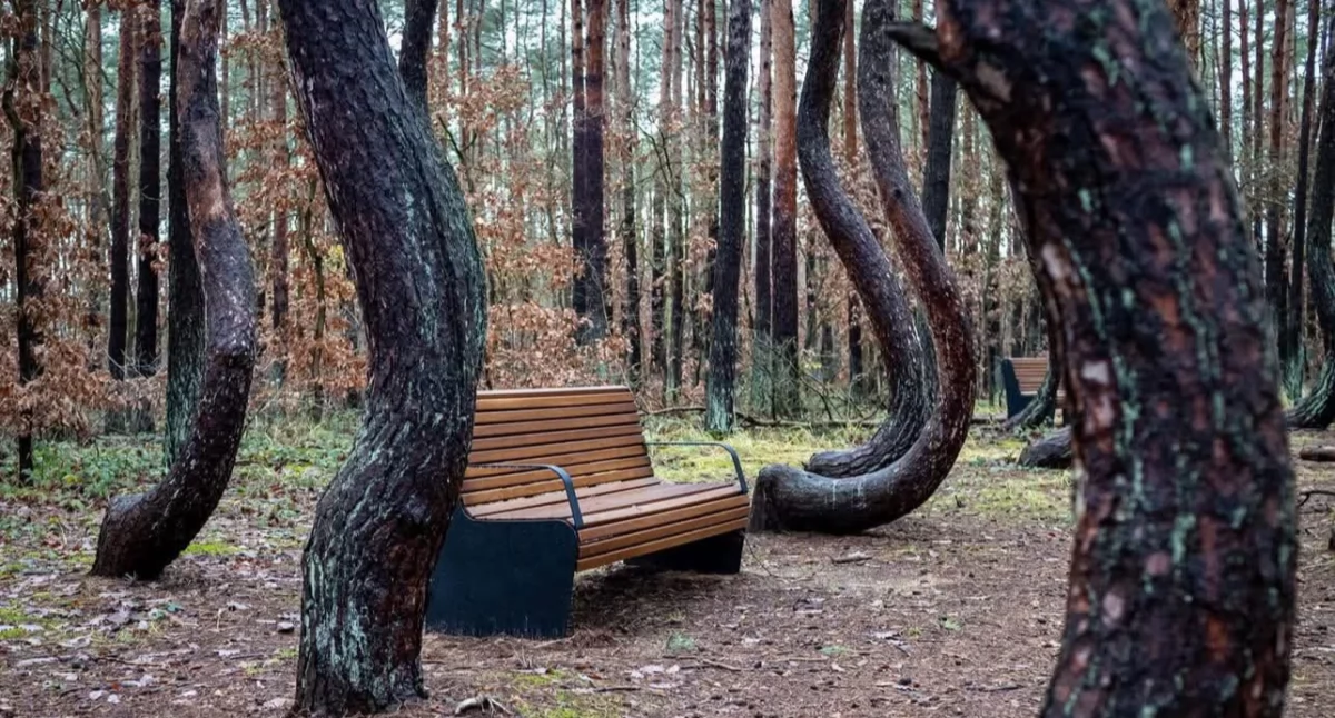 Info, Odwołali wycieczkę Krzywego - zdjęcie, fotografia