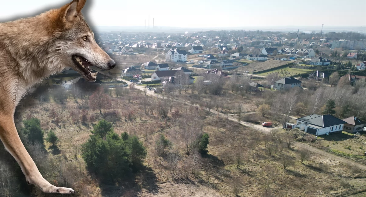 Zwierzęta, Herberta Burmistrz wydaje komunikat - zdjęcie, fotografia