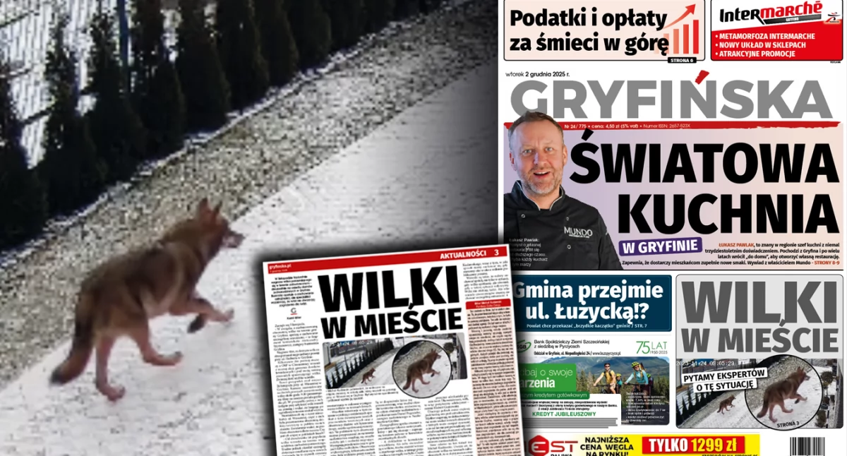 Gazeta Gryfińska, Wilki mieście Pytamy zdanie ekspertów - zdjęcie, fotografia