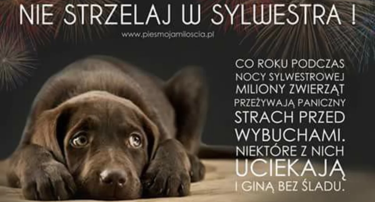 Interwencje, REDAKCJI strzelajcie proszę Sylwestra - zdjęcie, fotografia