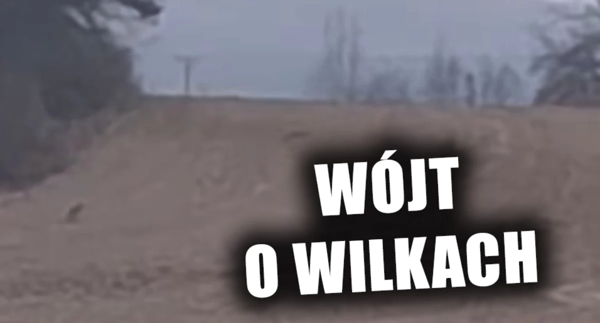 Zwierzęta, Nagrano watahę wilków - zdjęcie, fotografia