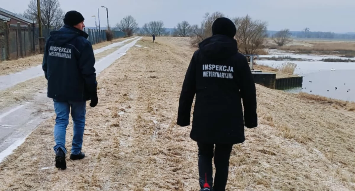 Zwierzęta, Znaleźli martwe łabędzie oklicy przepompowni - zdjęcie, fotografia
