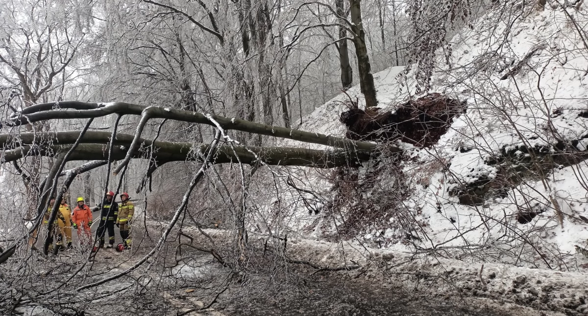 Fotografia poglądowa 