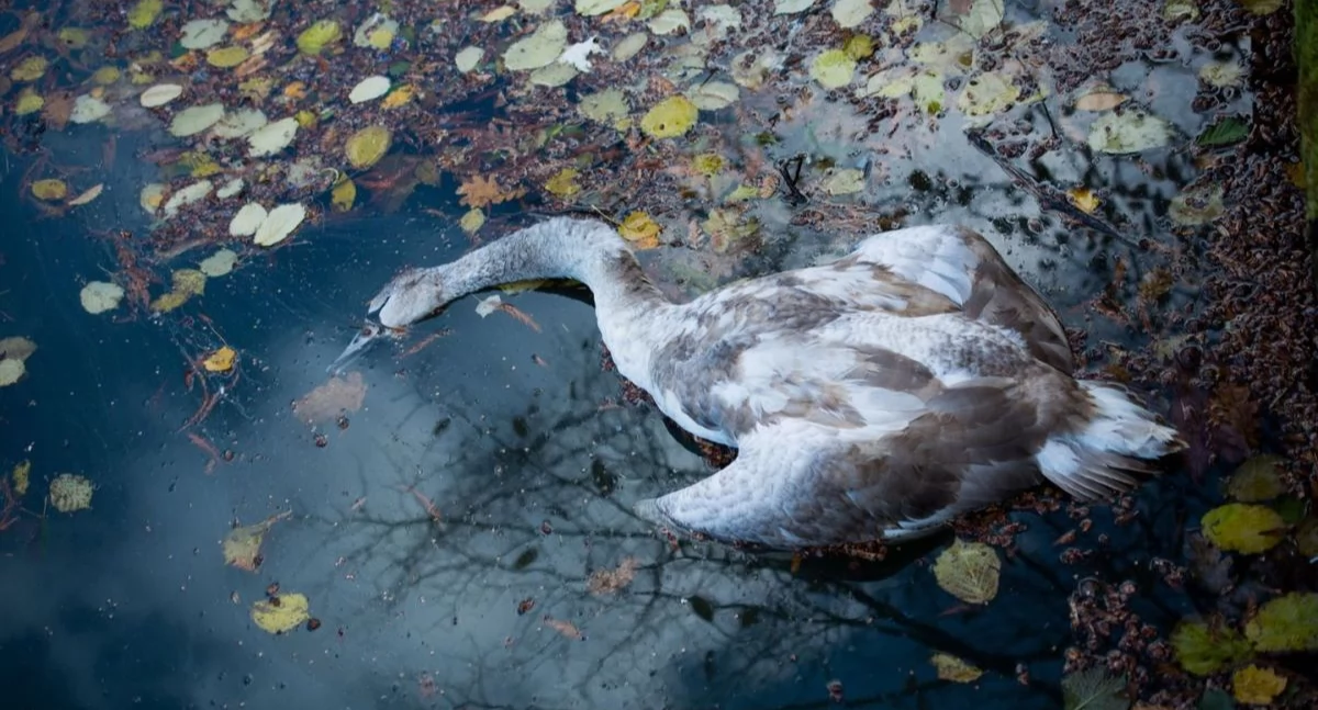 Zwierzęta, terenie naszego powiatu zostały wykryte ognisko ptasiej grypy - zdjęcie, fotografia