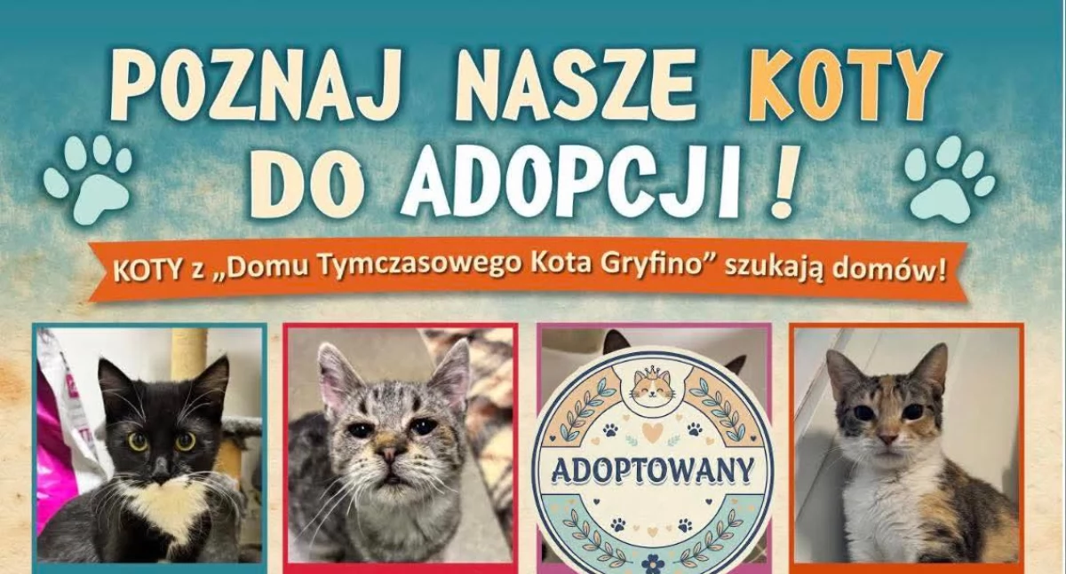 Zwierzęta, Bądź kotem zaadoptuj! - zdjęcie, fotografia