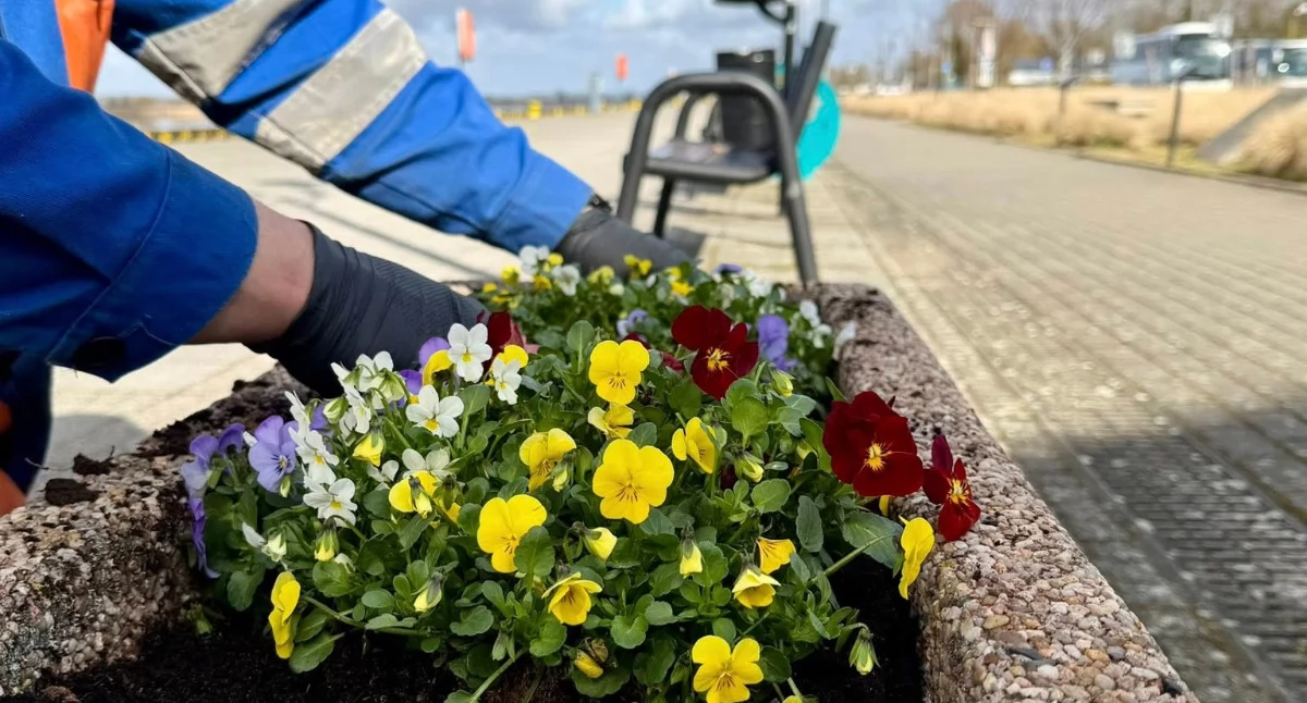 Foto i tekst: gmina Gryfino
