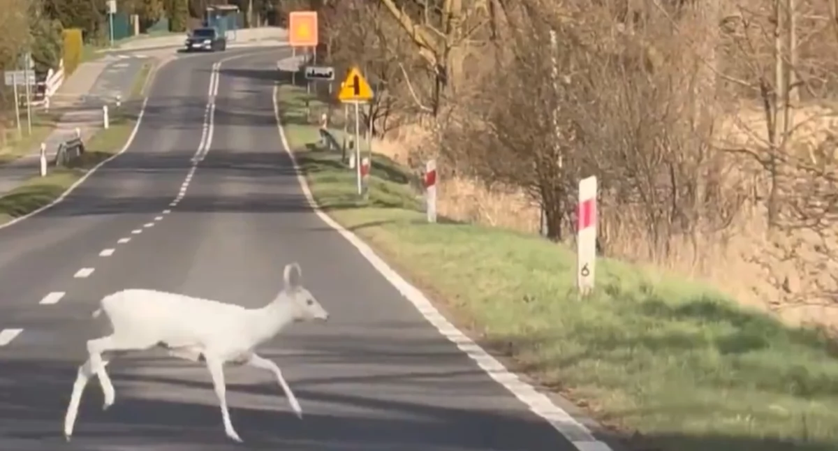 Natura Miejsca, Biała spaceruje między Gryfinem Gardnem [WIDEO] - zdjęcie, fotografia