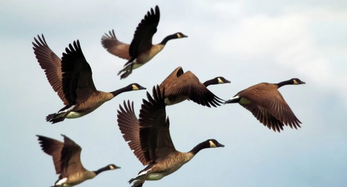 Natura Miejsca, Spotkanie konsultacyjno informacyjne Gęsi Bastion Starą Rudnicą - zdjęcie, fotografia