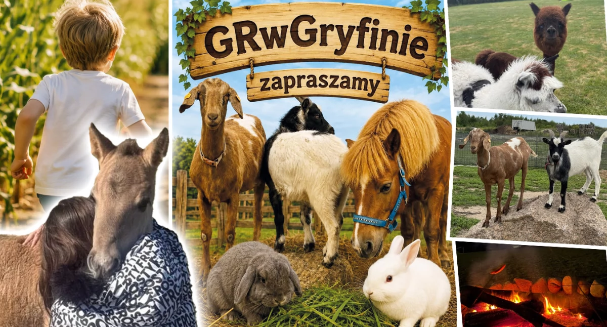 Info, Alpaki ognisko ogromny labirynt kukurydzy - zdjęcie, fotografia