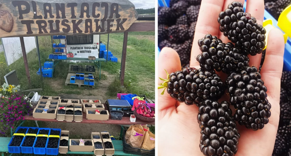 Promocja, Prosto plantacji Ruszyła sprzedaż pysznych bezkolcowych jeżyn - zdjęcie, fotografia
