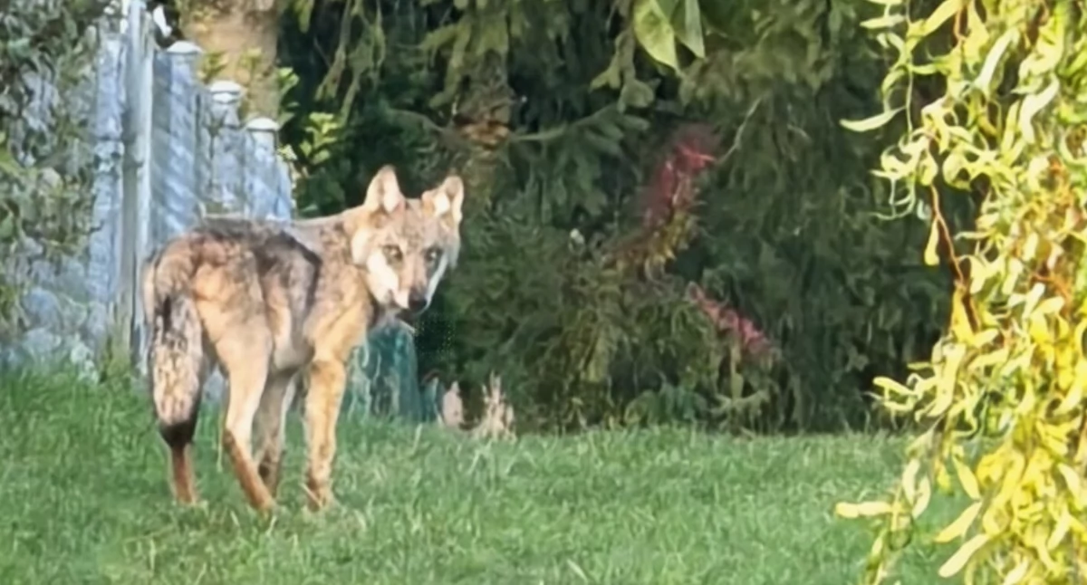 Zwierzęta, opuścił ogrody działkowe Podajemy informacje - zdjęcie, fotografia