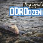 Fotka nr 3 z 5
