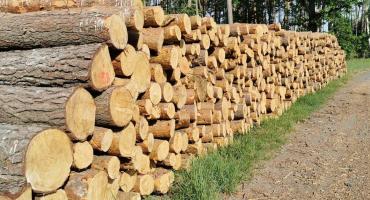 Wycięli kolejne drzewa [GALERIA]
