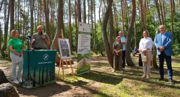 Krzywy Las 2.0. Chcą opracować technologię... krzywienia drzew