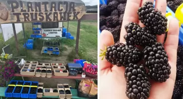 Prosto z plantacji. Ruszyła sprzedaż pysznych, bezkolcowych jeżyn