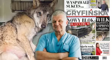 Wilk uśpiony. Dlaczego zdecydowano się na taki krok? W Gryfińskiej wyjaśnia dr Gugała